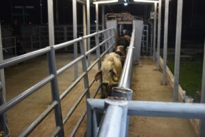 Avanzan negociaciones para reabrir frontera con EEUU por plaga del gusano barrenador