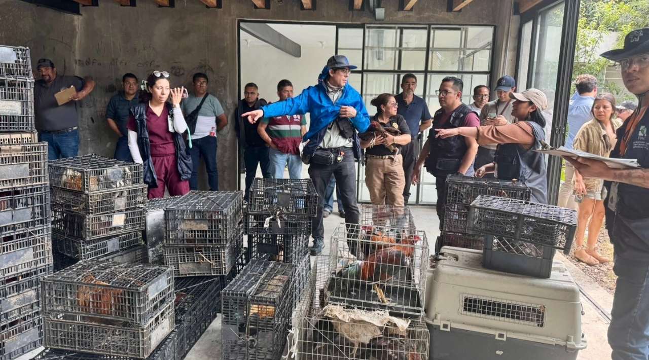 Rescatan 166 aves víctimas de maltrato en predio de la CDMX