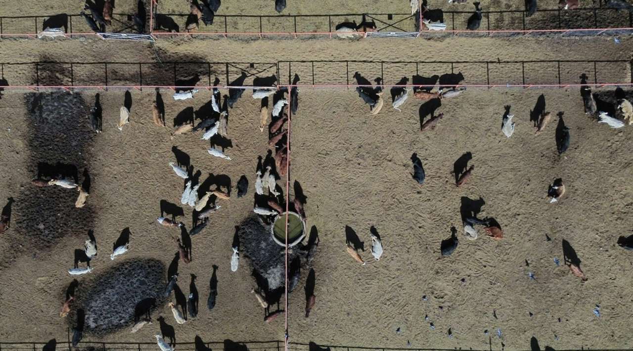 Alista México campaña vs el gusano barrenador; esperan respaldo de EEUU