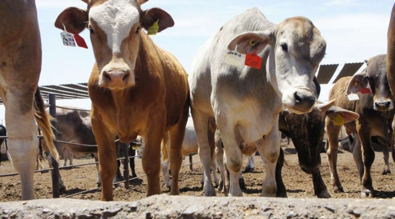 México y EEUU avanzan en acuerdo para reactivar exportación de ganado