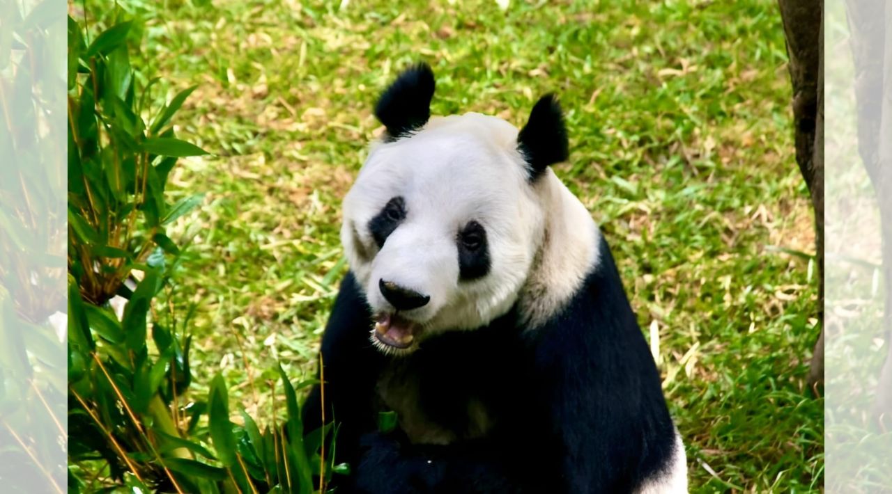 Zoológico de Chapultepec celebra a la última panda gigante de Latinoamérica.