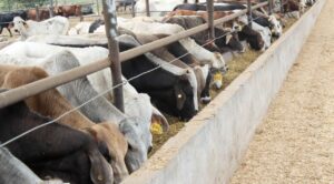 México y EEUU reabrirán gradualmente comercio de ganado