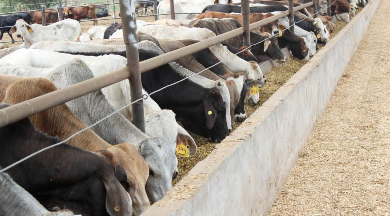 México y EEUU reabrirán gradualmente comercio de ganado