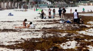 2025 podría romper récord de sargazo en playas mexicanas: UNAM