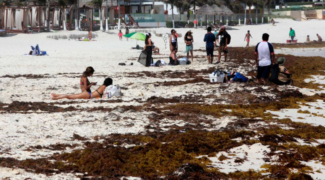 2025 podría romper récord de sargazo en playas mexicanas: UNAM