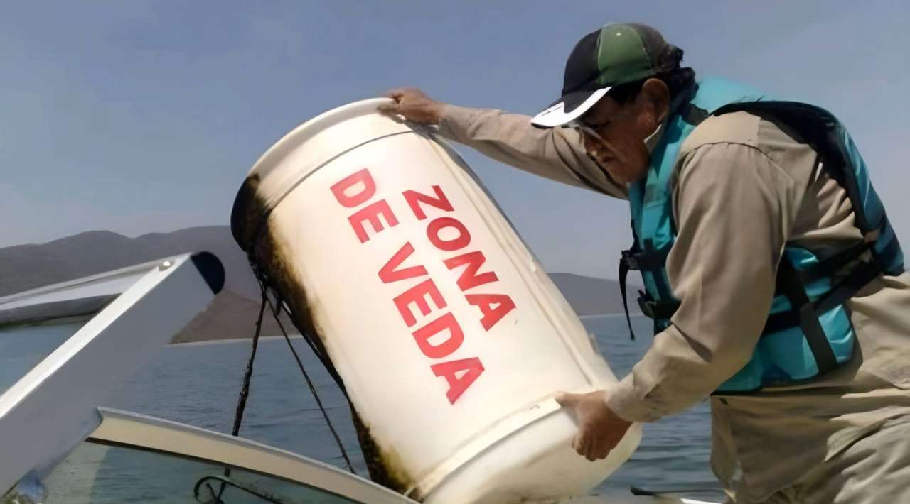 Inician en junio periodos de veda y pesca: Conapesca