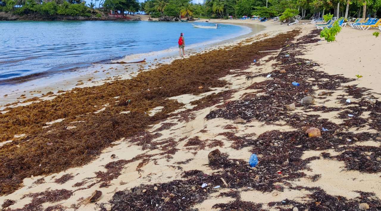 Refuerzan batalla contra el sargazo, en playas del Caribe