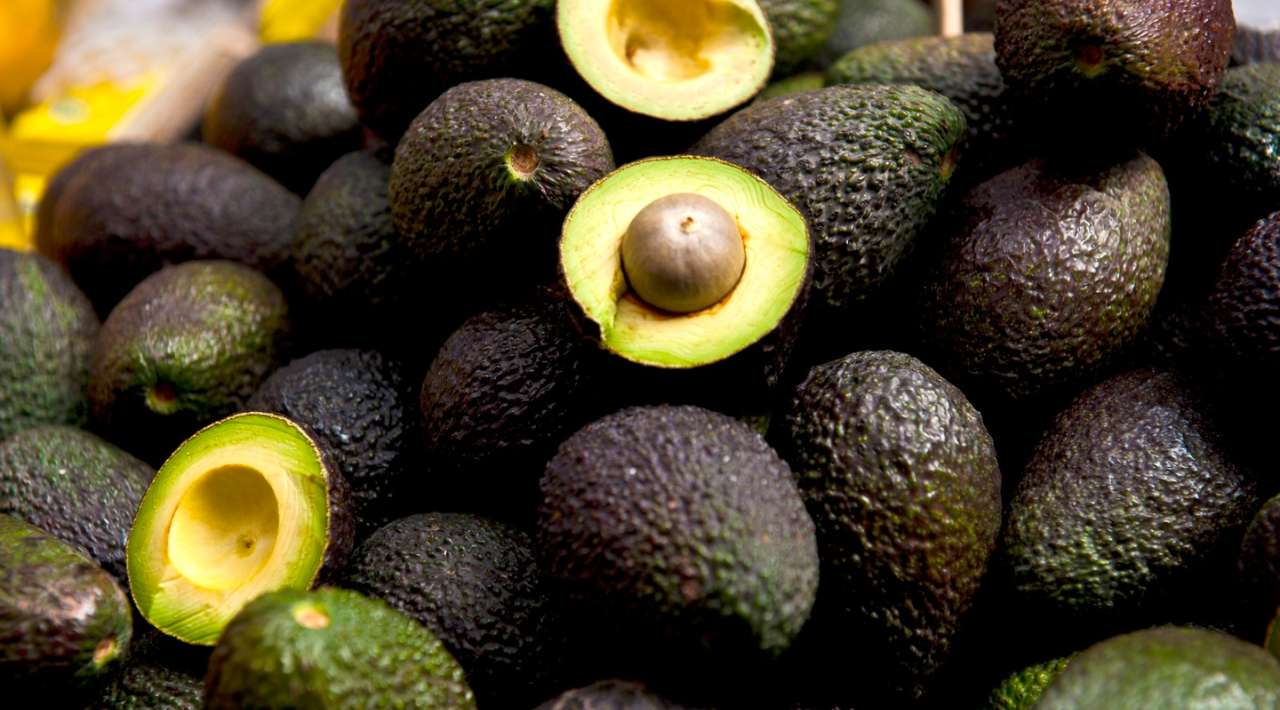 México abre mercado en Brasil: exportará aguacate Hass tras acuerdo bilateral