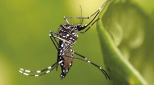 OMS lanza alerta mundial por brote de chikungunya