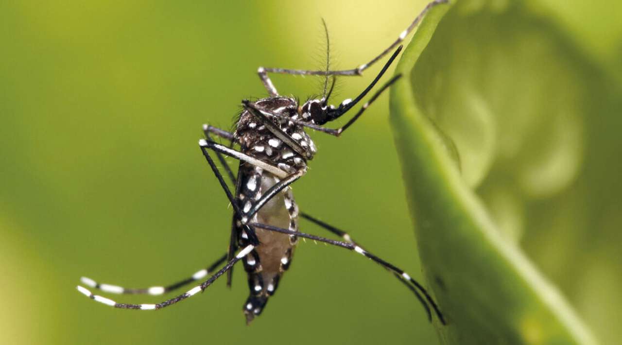 OMS lanza alerta mundial por brote de chikungunya
