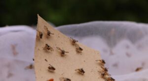 México libera 2 mil millones de moscas estériles para contener brote de gusano barrenador tras cierre fronterizo con EEUU