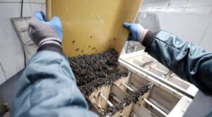 EEUU criará millones de moscas para frenar plaga de gusano barrenador