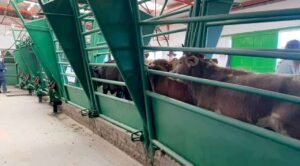 Chihuahua alista exportación de 70 mil cabezas de ganado tras reapertura de frontera con EEUU