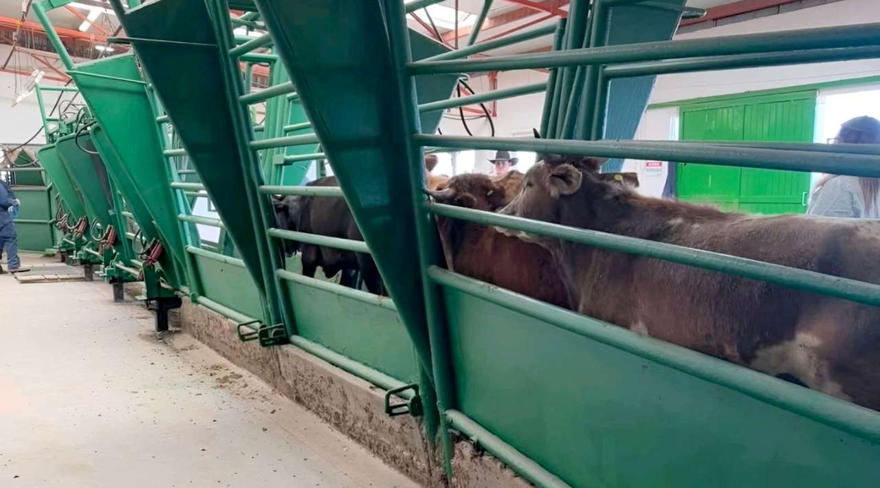 Chihuahua alista exportación de 70 mil cabezas de ganado tras reapertura de frontera con EEUU