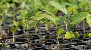Arranca Gobernadora reforestación en Coajomulco con 2,500 árboles tras incendios forestales
