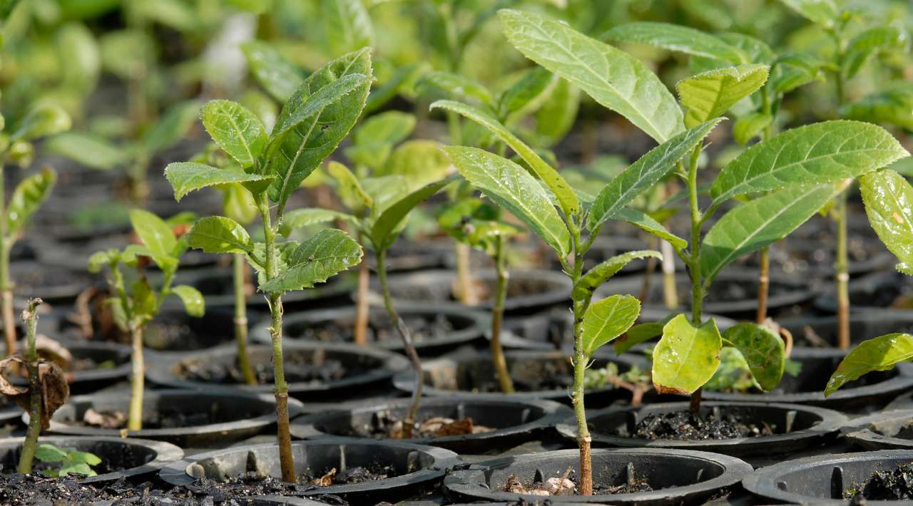 Arranca Gobernadora reforestación en Coajomulco con 2,500 árboles tras incendios forestales