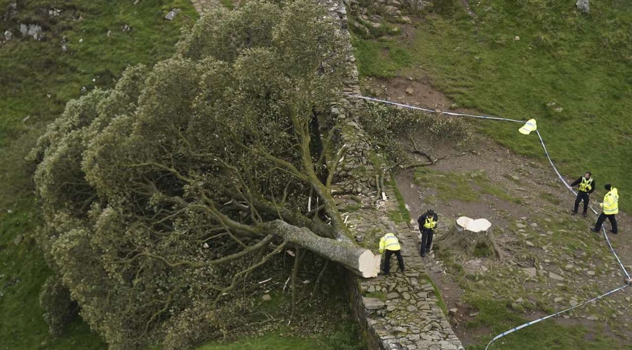 Condenan a dos hombres a cuatro años de prisión por talar emblemático árbol en Inglaterra