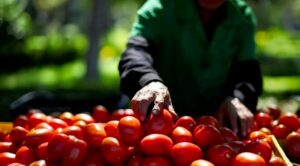 México busca nuevos mercados para el jitomate