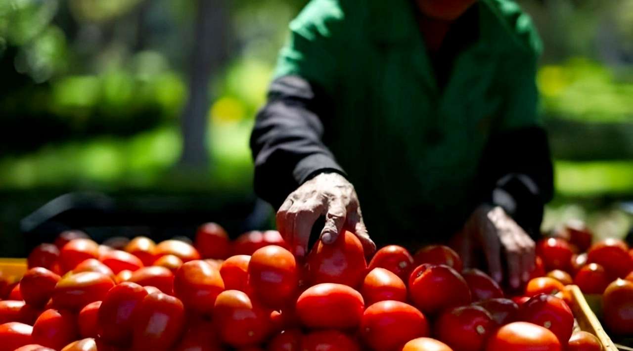 México busca nuevos mercados para el jitomate