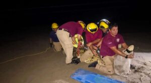Cierran playas de Nuevo Nayarit y Flamingos por presencia de cocodrilos en plena temporada vacacional