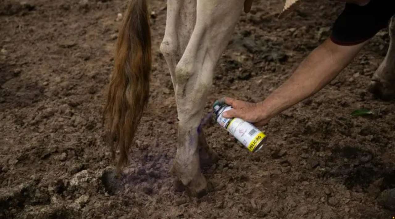 Texas refuerza ofensiva contra el gusano barrenador con cebo sintético