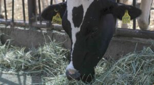 EE.UU. autoriza uso de emergencia de fármacos veterinarios contra el gusano barrenador