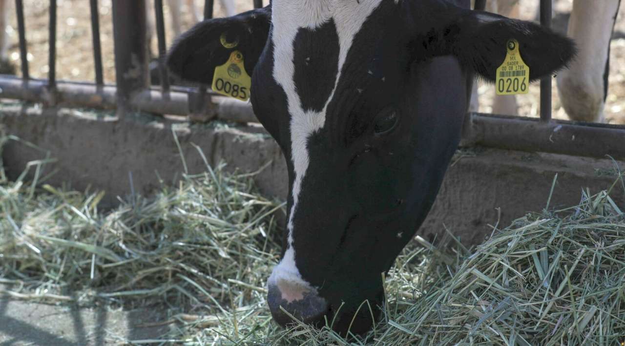 EE.UU. autoriza uso de emergencia de fármacos veterinarios contra el gusano barrenador