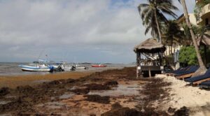 México acuerda con América Latina y la UE enfrentar el sargazo en el Caribe