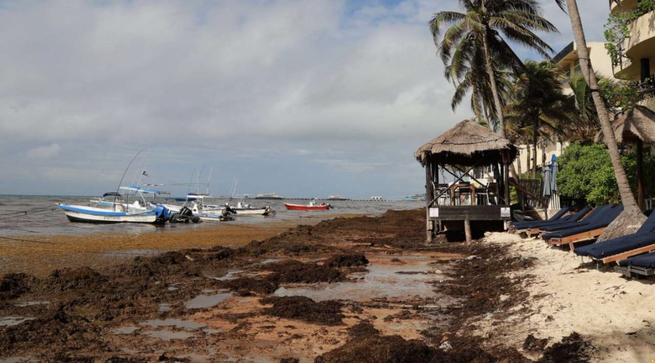 México acuerda con América Latina y la UE enfrentar el sargazo en el Caribe