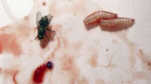 Confirman en EE.UU. el primer caso humano de gusano barrenador