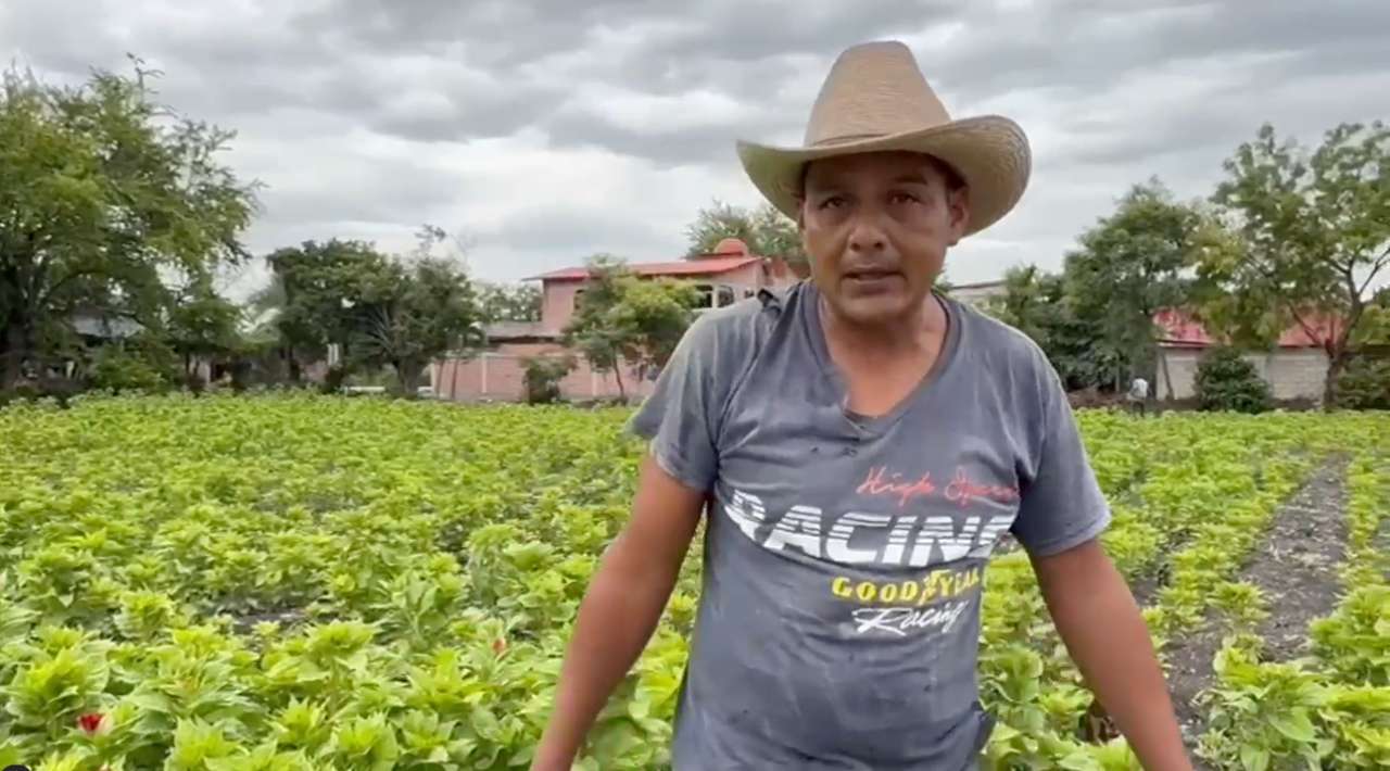 Productores de Tlaltizapán refuerzan vigilancia en cultivos de flores por lluvias intensas