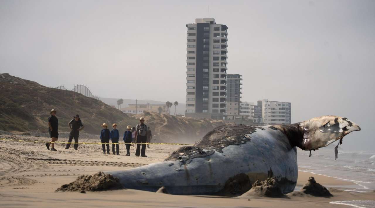 Hallan sin vida a ballena gris juvenil en Playas de Tijuana