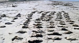 Más de 700 pingüinos fueron hallados muertos en playas de Brasil