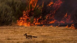 Científicos israelíes usan IA para anticipar incendios forestales con 86% de precisión