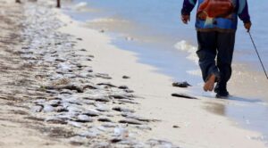 Yucatán decreta Marea Roja en 117 kilómetros de costa