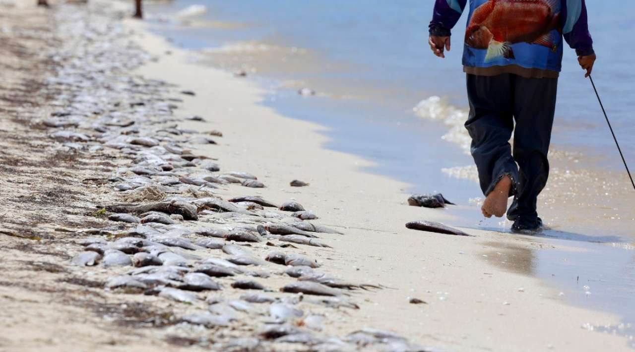 Yucatán decreta Marea Roja en 117 kilómetros de costa