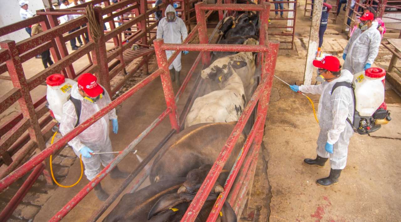 México y EEUU acuerdan plan para erradicar el gusano barrenador y reanudar exportación de ganado