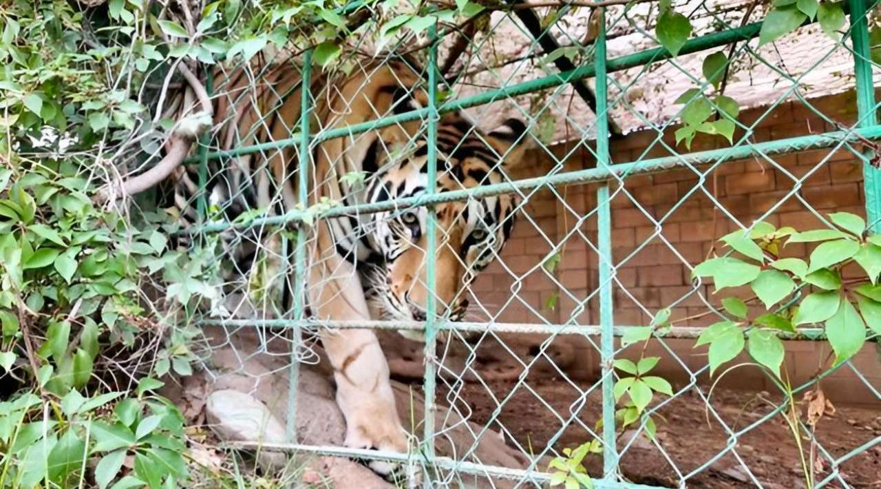 PROFEPA asegura tigres de bengala y caballos españoles en finca de Culiacán