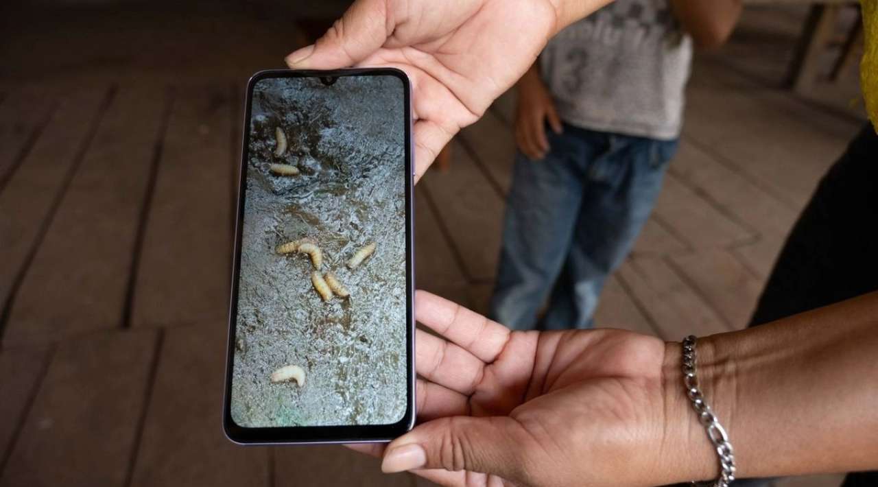 Yucatán registra segundo caso humano de miasis por gusano barrenador