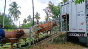 Exportaciones ganaderas a EE.UU. reiniciarán en noviembre: Sheinbaum