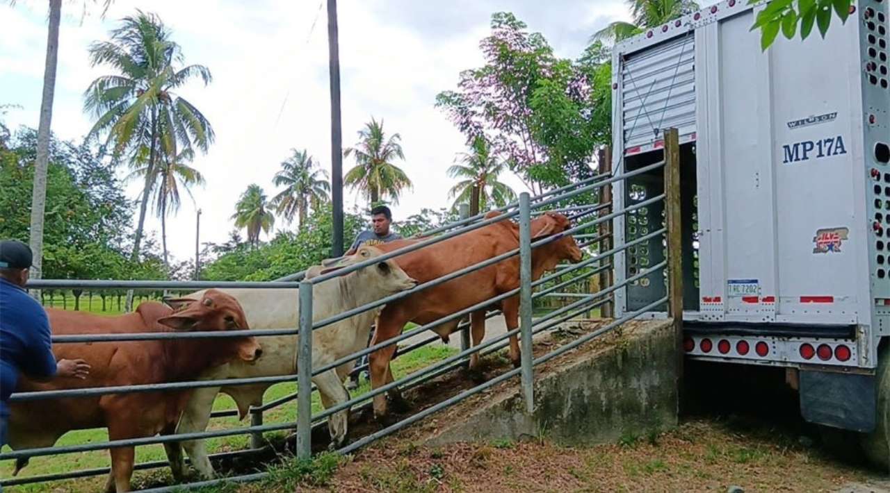 Exportaciones ganaderas a EE.UU. reiniciarán en noviembre: Sheinbaum