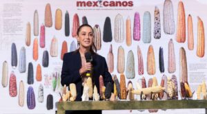 Gobierno federal anuncia plan para blindar variedades nativas de maíz