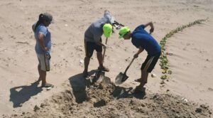 Confirman brote de gripe aviar en Matamoros; sepultan más de 400 aves