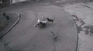 Mujer es atacada por jauría de perros en Ixtapaluca, automovilista la salva