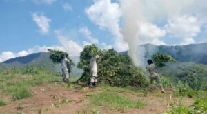 Destruyen Guardia Nacional y Ejército cinco plantíos de marihuana en Jalisco