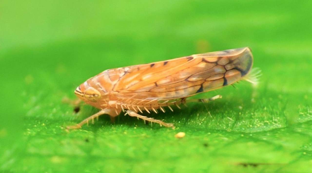 Detectan plaga Osbornellus salsus en la frontera México-EE.UU.