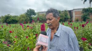 Productores de Tlaltizapán, en alerta por posibles plagas en cultivos de cempasúchil y terciopelo
