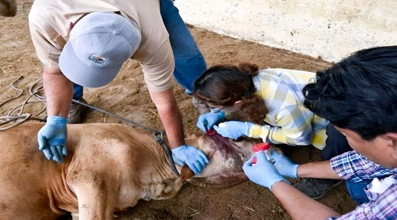 Sader intercepta en Nuevo León un caso de gusano barrenador proveniente del sureste