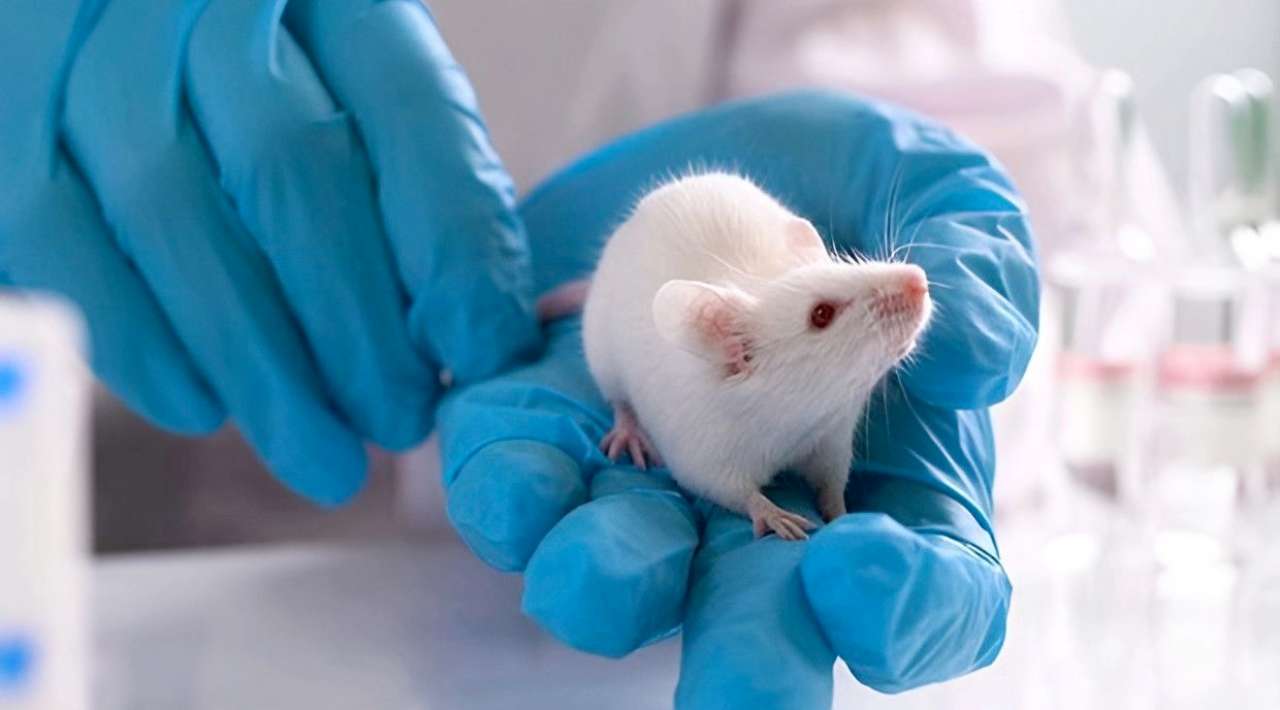 Nanopartículas podrían revertir el alzhéimer, según estudio en ratones