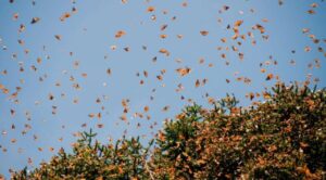 Abren santuarios de la mariposa monarca en Michoacán para temporada 2025-2026